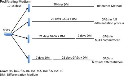 Timely Supplementation of Hydrogels Containing Sulfated or Unsulfated Chondroitin and Hyaluronic Acid Affects Mesenchymal Stromal Cells Commitment Toward Chondrogenic Differentiation